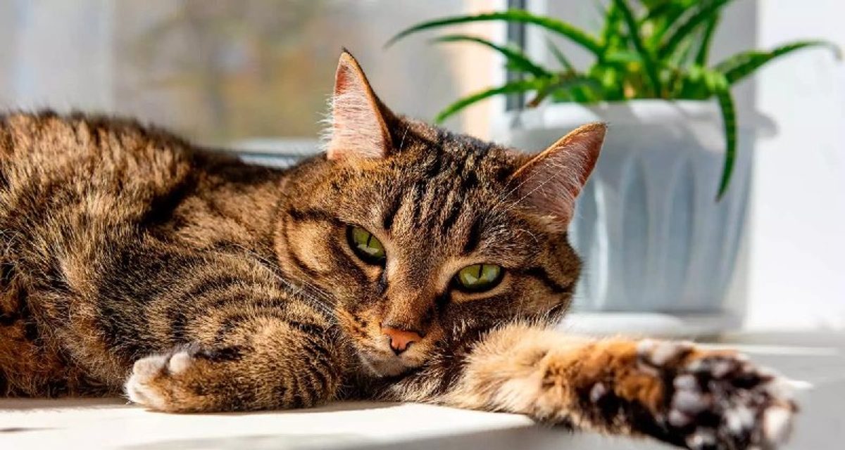В странах с большим числом домашних кошек люди чаще довольны жизнью
